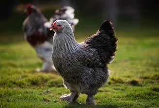 Brahma hen