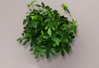 schefflera