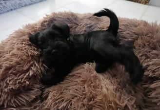 Coquin petit chiot Schnauzer miniature