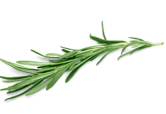 Thyme with aromatic green foliage