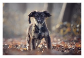 Les photos de votre Animal de compagnie dans l'Oise