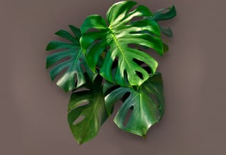 Monstera