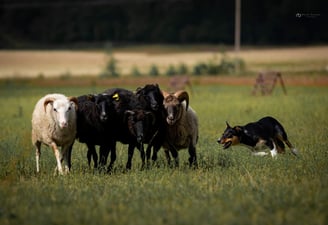 Ganymo teisėja | Avių ganymo treniruotės | 2024.02