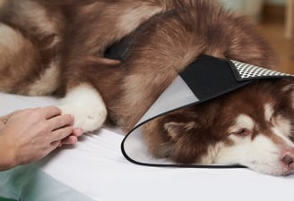 Magnétisme animal