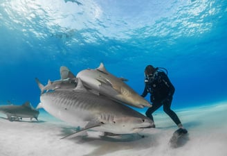 Surina qui touche 2 requins tigres