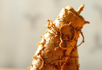 A close-up shot of a vibrant, fresh licorice root against a soft, blurred background.