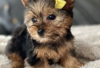 Yorkie puppies for sale