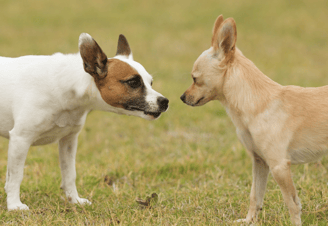 Zwei Hunde begegnen sich beim Social Walk – entspanntes Üben sozialer Situationen bei Takoda