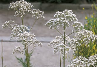 Valeriana officinalis - Valériane