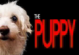 the puppy steam