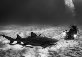 tiger shark approaches diver at Tiger Beach, Bahamas – underwater photo by Shawn Murphy