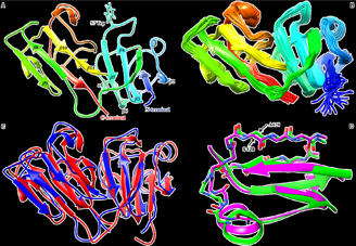 Structural details of human γS-G57W