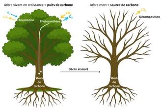 Illustration du cycle du carbone à l'échelle de l'arbre