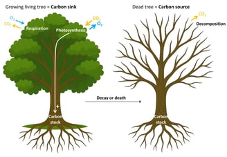Illustration of the carbon cycle at the scale of a tree