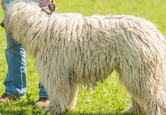 The Komondor dog breed stands out for its extremely interesting and attention-grabbing appearance an