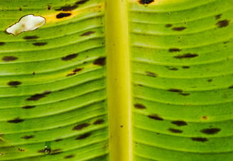 Musa sp Banana with bacterial leaf spot