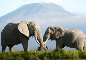 Two elephants feeding grass with Mount Kilimanjaro in the background, Amboseli national park, Kenya