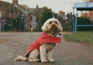 outdoor pets clothing