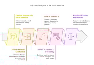 Calcium absorption