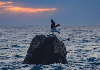 ballenas en el doradillo