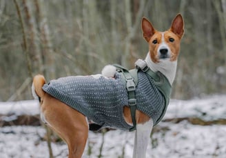 pets outdoor customized apparel