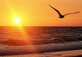 Oiseau volant au coucher du soleil sur la plage