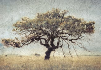 Artistic photograph of a solitary African tree in open veld with textured overlay, blending nature and fine art photography