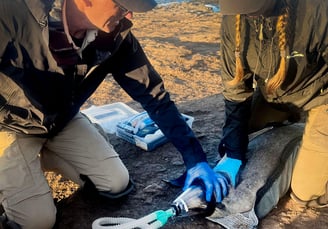 Wildlife veterinarian Michael Lynch anaesthetising an australian fur seal for research project