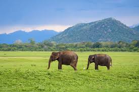 national parks in sri lanka