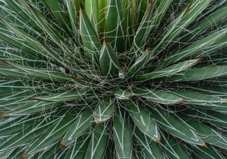 Agave Filifera plant