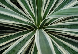 Agave angustifolia Variegata plant