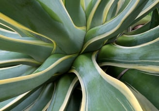 Agave desmettiana Variegata