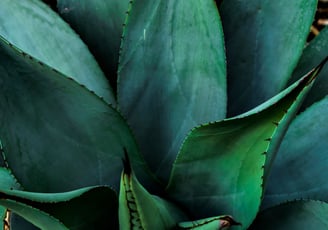 Agave salmiana Ferox plant
