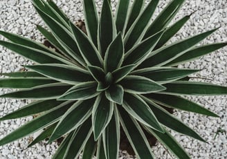 Agave angustifolia Variegata