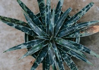 Mangave Moonglow Agave Hybrid