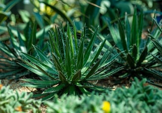 Agave filifera plant outdoors