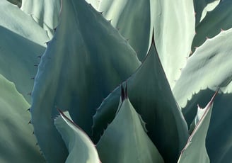 Blue Agave plant