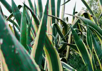 Variegated Agave Americana plants