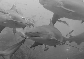 scuba diving with bull sharks, Fiji
