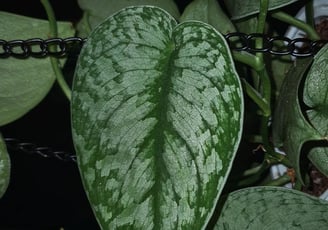 Scindapsus Silver Splash
