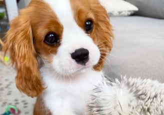 King Charles