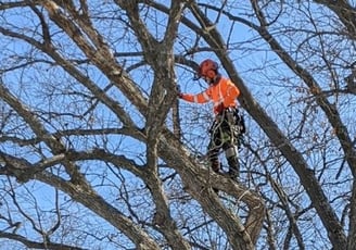 Ben performs a pruning limb walk