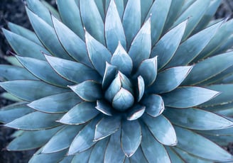 Agave Blue Glow plant