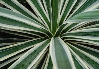 Agave angustifolia Variegata plant