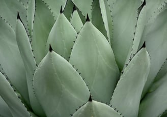 Agave Mescal plant