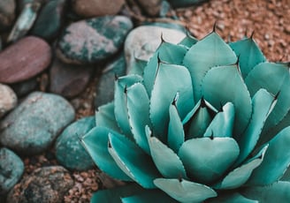 Agave parryi Huachucensis plant