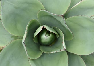 Agave Pixie plant