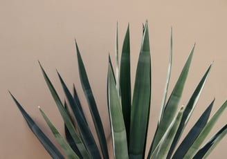 Blue Agave tequilana plant