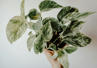 Epipremnum aureum Marble Queen