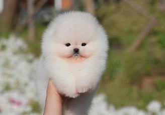 Toy Pom